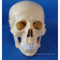 Modèle médical de la crâne humain de haute qualité pour l&#39;enseignement (R020611)
